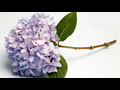 How to make lilacs and hydrangeas last longer