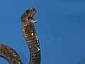 Missing Bronx Cobra Slithers To Twitter