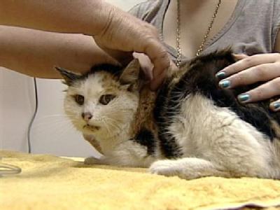 Cat,  19, Returns Home After 3-Month Absence