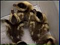 Ducks rescued from Lake Shore Drive