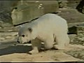 Knut : le petit ours est mort