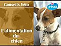 Comment bien accueillir et nourrir son chien