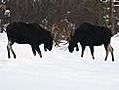 iWitness: Moose battle in the snow