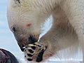 Polar Bear: Spy on the Ice: Polar Bear Eating Seal