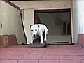 Skateboarding dog #3