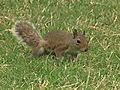 Baby Squirrel Gets Pepper-Sprayed By Cop