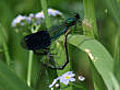 Damselflies