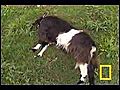 Fainting Goats