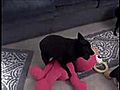 Funny Schipperke Loves Her Elmo