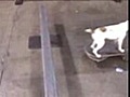 Chien skater