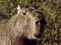 Capybara young