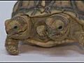 Tortoise has two heads and five legs