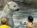 Children paddle with polar bears