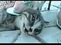 Live Video Of Women Smashing Kitten Head In And Killing It With The Heel Of Her Shoe. - Exyi - Ex Videos