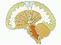How the Body Works: The RAS Pathway