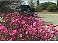 Growing Small-Leafed Rhododendrons