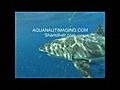 SharkDiver.Com-Great White 