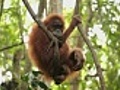 young wild orangutan