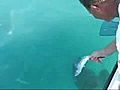 Feeding Giant Fish