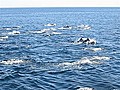 Dashing dolphins make a splash on YouTube