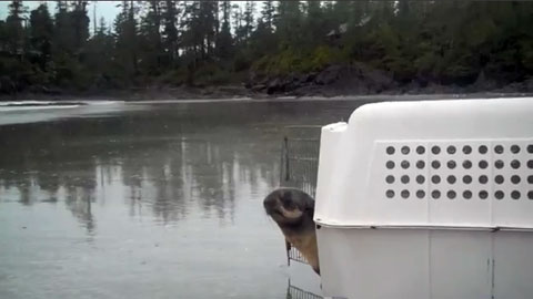 An Adorable Seal Goes Back Home!