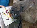 Raw Video: Rhino’s Paintings Sell for Bug Bucks