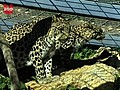 3-Legged Leopard Finds Romance