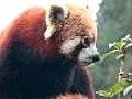 Red panda on brink of extinction