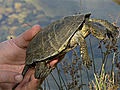 Pond Turtles