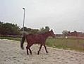 Gras heel belangrijk in de buitenbak