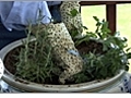 Herb Garden - How to Fertilize Your Potted Plants