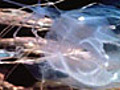 Jellyfish Transmitter