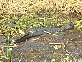 Gator 3 Stock Footage