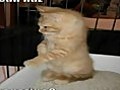 Very Funny Cats 24