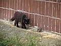 Rat chases cat