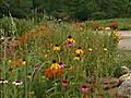 Landscaping with Prairie Plants