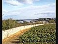 Buy Saumur-Champigny Loire Wine – http://www.fineloirewines.co.uk