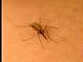 Accidental find heralds new weapon in war on mosquitos
