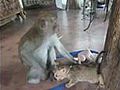 chaton tente de tété un singe