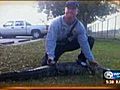 7-foot alligator caught in Miami-Dade parking lot (NewsChannel-5)