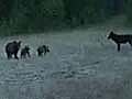 Grizzly Bear with Cubs Charge a Wolf