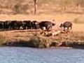 Water Buffalo Attacked by Lions