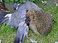 Hedgehog feeding