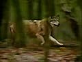 الذّئب: حيوان ليس كالبقيّه le loup: un animal pas comme les autres