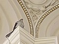 Hawk flying loose inside Library of Congress