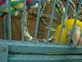 ニョオウインコ