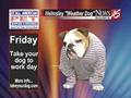 Helmsley the weather dog: Outdoor walking forecast