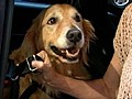 GMA 7/05: Doggie Seat Belts