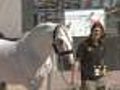Stars Of Cavalia Arrive In Denver
