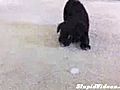 Puppy V. Ice